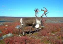 This photo of caribou on the autumn tundra while losing their antler velvet was taken on Canada's Far North. During the autumn period that begins in late August, the cari