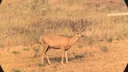 Perhaps no other game animal on the planet evokes the thought of western hunting as the illustrious mule deer (Odocoileus Hemionus). Synonymous with the landscape, its my