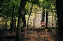 La Chasse dans le TARN: Explorez les Types de Chasse, Naviguez dans la Législation et Découvrez des Traditions

Le département du Tarn, situé en région Occitanie, entre M