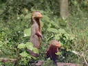 Rooimangoes (Urva smithii), 2 of 4