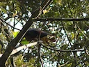Indiese reuseekster (Ratufa indica), 3 of 3