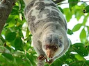 Australiese gevlekte koeskoes (Spilocuscus nudicaudatus), 3 of 5