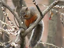 Rooibuisekster (Sciurus aureogaster), 6 of 7