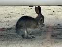 Woestyn-katoenstertkonyn (Sylvilagus audubonii), 3 of 3