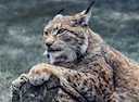 РЫСЬ: описание, охота на рысь, повадки, методы, оружие, трофей, лицензия – справочник охотника.

Введение: что за охотничье животное РЫСЬ?

Рысь (Lynx lynx) — крупный хищ