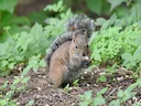 Deppe-seekatjie (Sciurus deppei), 6 of 7