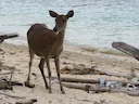 Java-hert (Rusa timorensis), 4 of 4