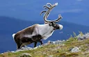 🏹 Ultimate Hunting Guide in Mongolia: Traditional Practices & Sustainable Tourism Opportunities
Discover the complete guide to hunting in Mongolia: explore traditional f