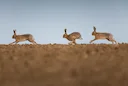 Explore the unique challenges and rewards of hunting desert hare in Morocco's Drâa Valley. Discover the best hunting practices and respect for a delicate ecosystem.

 The