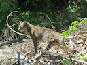Geoffroy-se kat (Leopardus geoffroyi), 3 of 3