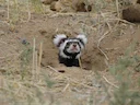 Marmerdas (Vormela peregusna), 1 of 4