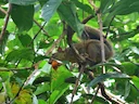 Richmond-seekhoorn (Sciurus richmondi), 2 of 3