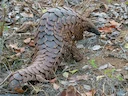 Temminck se grondpangolin (Smutsia temminckii), 3 of 5