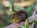 Boliviaanse eekhoring (Sciurus ignitus), 4 of 4