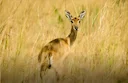 Hunting in Gulu, Uganda: Laws and Hunting Seasons in Gulu, Seasonal Patterns for Bushbuck and Ancient Acholi Animal Calling Techniques
Geographical Features and Natural Hunting in Gulu, Uganda: Laws and Hunting Seasons in Gulu, Seasonal Patterns for Bushbuck and Ancient Acholi Animal Calling Techniques
Geographical Features and Natural