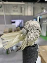Sokols in the UAE and Saudi Arabia: A Cultural Treasure

The tradition of falconry is deeply rooted in the cultures of the United Arab Emirates (UAE) and Saudi Arabia, sy