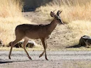 Witstertree (Coues-witstertree)