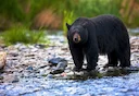 काला भालू (अमेरिकी काला भालू) (Ursus americanus), 1 of 3