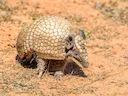 Drieband-armadillo (Tolypeutes tricinctus), 2 of 6
