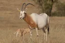 Saharan Safari: Unveiling the Secrets of Wildlife Protection and Hunting in Africa’s Desert Realm

Nature’s Blueprint: Geographical Insights for Hunters

The Saharan Wild