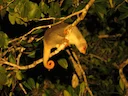 Gewone gevlekte koeskoes (Spilocuscus maculatus), 5 of 5