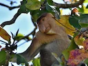 Proboscis Monkey (Nasalis larvatus), 1 of 7