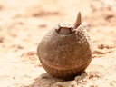 Suidelike driehorings-armadillo (Tolypeutes matacus), 2 of 3