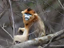 Goudsnubbe-aap (Rhinopithecus roxellana), 5 of 6