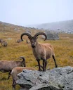 Охота на горного козла в Казахстане: сезоны, методы, трофеи и лучшие места

🏔️ 1. Введение: описание и охотничья ценность

Горный козёл, или среднеазиатский козерог (Cap