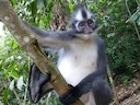 Thomas-se-langur (Presbytis thomasi), 5 of 7