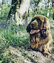 The Sussex Spaniel: A Low-Riding Hunting Partner for the Thinking Hunter

The Sussex Spaniel. Not a breed you see every day afield, and that's a damn shame. This sturdy, 