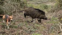 La chasse en CORRÈZE: Reliefs boisés, vallées sauvages, gibier diversifié et traditions rurales enracinées dans le sud du Massif central

Forêts profondes et reliefs du M