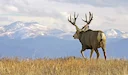 High Country Deer Hunting: The Unique Thrill of hunting, Demographics, Legislation System, Associations and Clubs, Laws and Hunting Seasons 

Nestled along the Great Divi