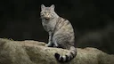 Wildkatze Comeback Deutschland: Bestand erholt sich im Arnsberger Wald

Eine erfreuliche Nachricht für Jäger, Naturbeobachter und Waldfreunde: Die Europäische Wildkatze e