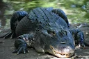 🐊 South Carolina Alligator Hunting Lottery 2026: SCDNR Opens Applications
The swamp is calling, and the draw is officially open. The South Carolina Department of Natura 🐊 South Carolina Alligator Hunting Lottery 2026: SCDNR Opens Applications
The swamp is calling, and the draw is officially open. The South Carolina Department of Natura