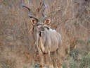 Groot koesoe (Tragelaphus strepsiceros), 7 of 8