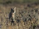 African Wildcat (Africa)
Felis silvestris lybica
DESCRIPTION (male) Head and body length 21-26 inches (545-665 mm). Tail 11-14 inches (275-360 mm). Weight 9-14 pounds (4-