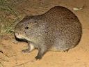 Kleinrietrot (Thryonomys gregorianus), 2 of 2