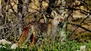 Swedish Protective Hunters Seek Vehicle Hunting Dispensation to Reduce Animal Suffering

Protective hunters in Småland are applying for permission to conduct protective h