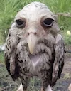 Американская болотная сова (Asio flammeus) — была сфотографирована во время сильного дождя.
Обычно перья сов невероятно мягкие и пушистые — это помогает им бесшумно летат