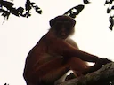 Thollon se rooi kolobus (Piliocolobus tholloni), 3 of 5