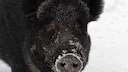 Gard: un sanglier éventre un chien et manque de tuer une fillette de 12 ans 

Le vendredi 13 mars 2026, un sanglier d'environ 80 kg a chargé une fillette de 12 ans qui jo