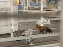 Sochaux: un renard s'invite dans l'usine Stellantis et sème la surprise parmi les ouvriers 

Le samedi 21 février 2026 au matin, les ouvriers de l'usine automobile Stella
