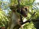 Witmaagvetstert-buissiekat (Thylamys pallidior), 2 of 3