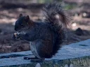 Rooibuisekster (Sciurus aureogaster), 2 of 7