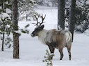 Reënbeer (Rangifer tarandus), 8 of 10