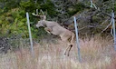 Illegal Fence That Killed Wild Deer Demolished in Bogd Khan Strictly Protected Area  

Authorities from the Bogd Khan Strictly Protected Area Administration confirmed the