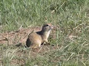 Klein grondseekat (Spermophilus pygmaeus), 3 of 4