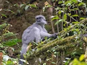 Shortridge se gemerkte langur (Trachypithecus shortridgei), 3 of 3