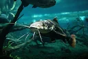 FNPF: une rencontre musclée avec le ministre pour défendre la pêche française 

La Fédération Nationale de la Pêche en France (FNPF) a défendu ses positions de manière fe